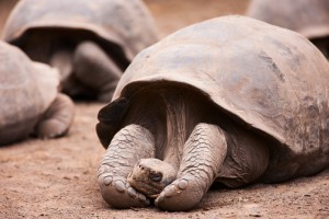4420948-galapagos-giant-tortoise